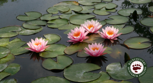 pondlily.png