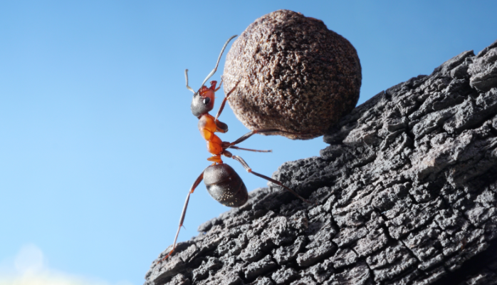 ants.png