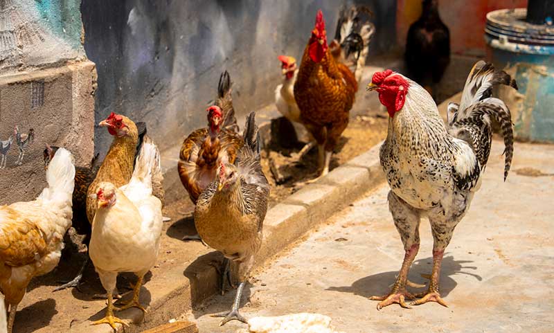Chickens---The-Baobab-Home.jpg