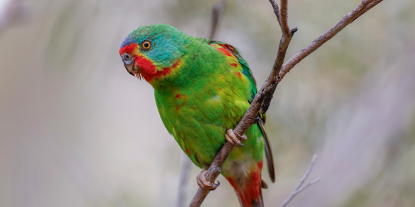 Swift Parrot