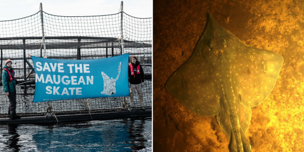 Save the Maugean Skate