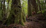 Que-Rd-Forest-by-Al-Long-thumb.jpg