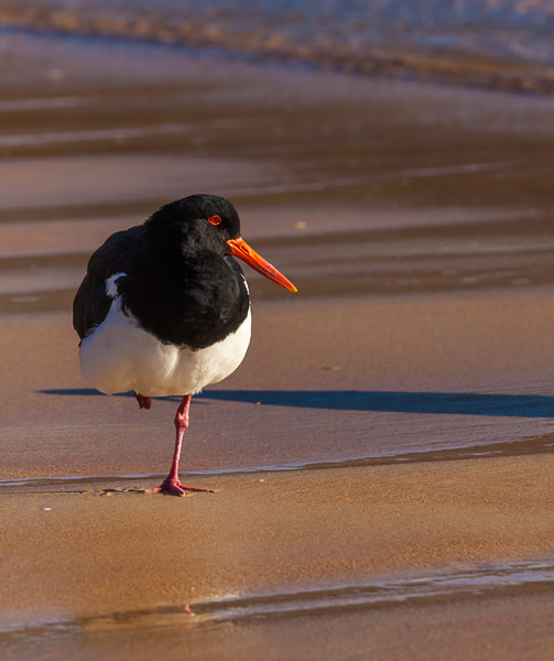 Pied Oystercatcher