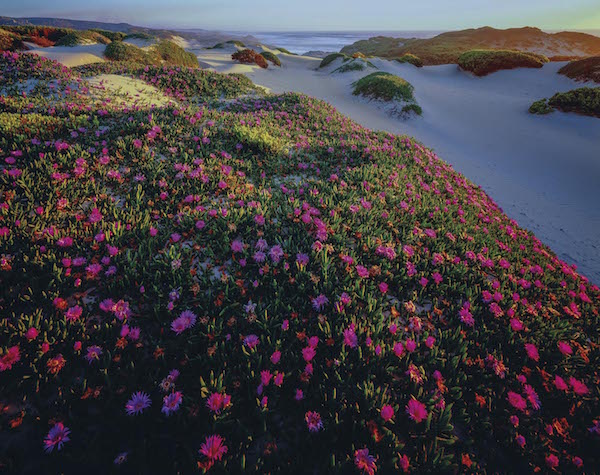 35_-_Tarkine_Dunes_2_-_Rob_Blakers_-_small.jpeg