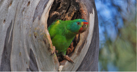 swift_parrot_-_Dejan_Stojanovic.png