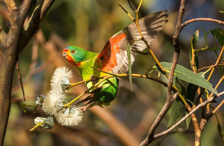 Swift_parrot-_Henry_Cook.jpg