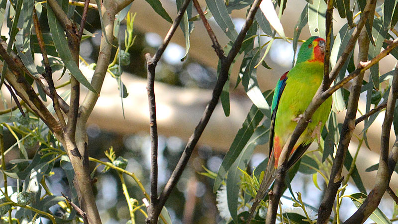 Swift-Parrot-11172-small.jpg