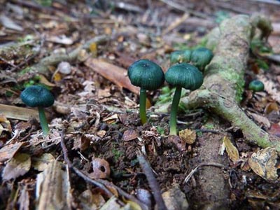 Kate_Case_-_RD019A_Fungi.jpg