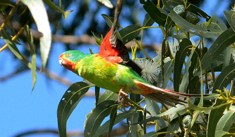 Swift-Parrot-11206-small.jpg