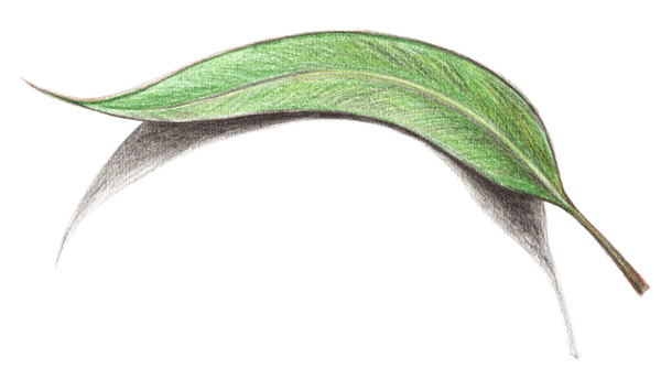 leaf-small.jpg