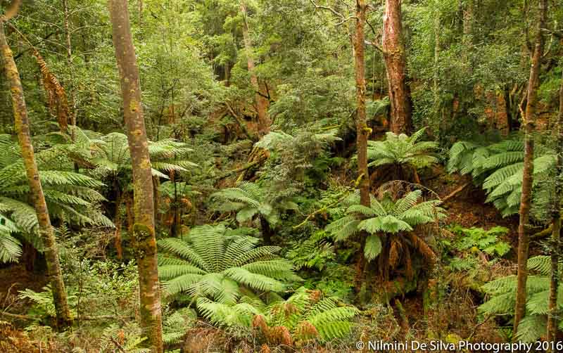Nilmini-De-Silva-2016_03_28_Julius_Creek-1.jpg