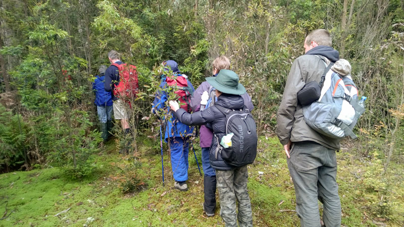 Plants-queue-forests-small.jpg