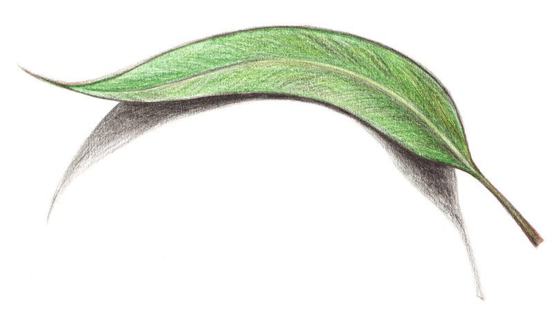 leaf.jpg