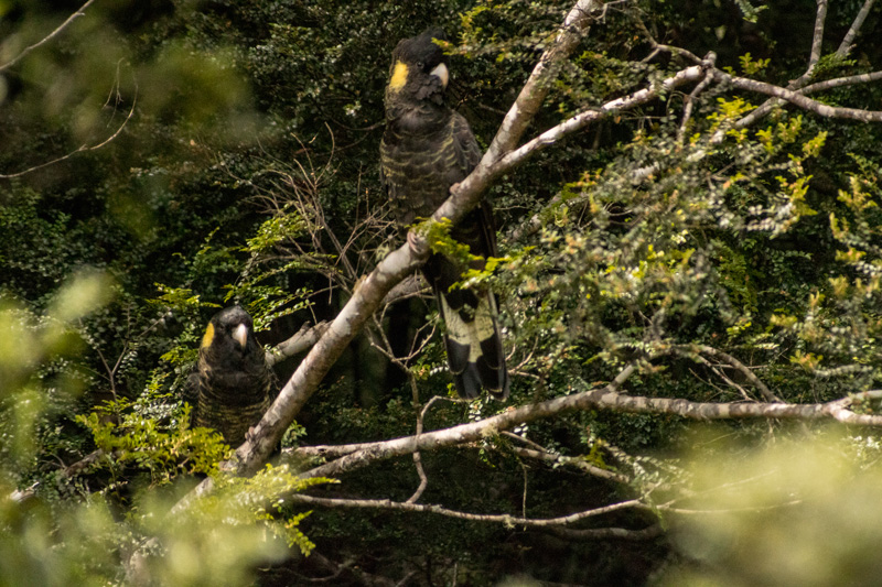 Black-cockatoo-small.jpg