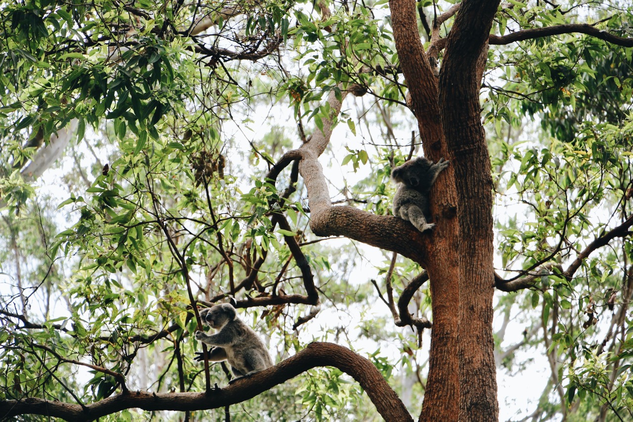 Koala sitting in koala feed tree sydney basin