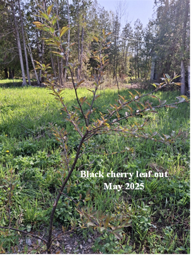 Black_Cherry_May_2025_Eastnor_Swamp.png