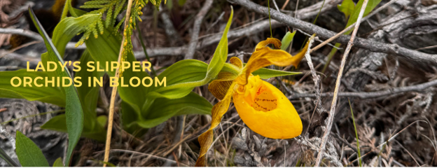 Lady_Slipper_In_Bloom.png