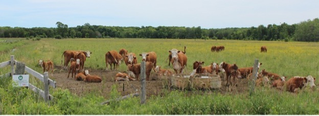 Local_Cattle_Watering_Systems_Getting_an_Upgrade.jpg
