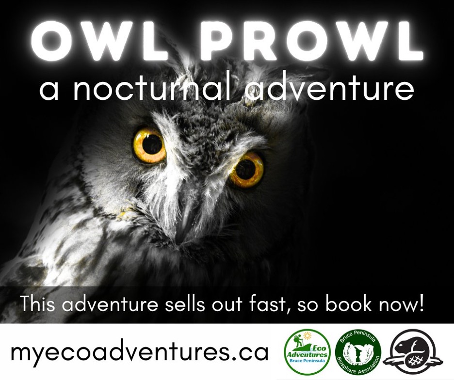 Owl_Prowl_banner.jpg