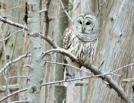 Owl looking out from a tree during the day.