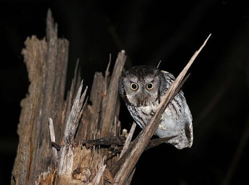 Owl looking out from a tree at night