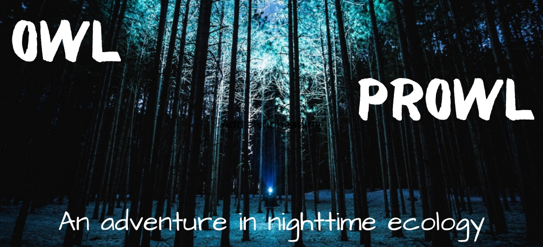 Owl Prowl - An adventure in nighttime ecology. Evening snowcovered forest.
