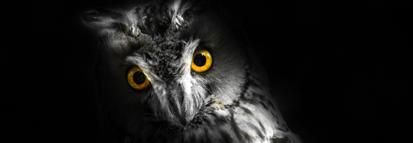 Adventure After Dark on an Owl Prowl