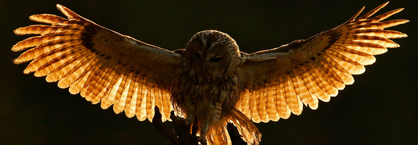 Owl Prowl - An adventure in night time ecology