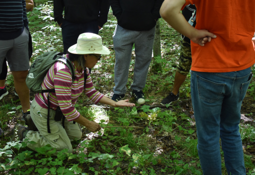 Guide explaining plant life during a hike