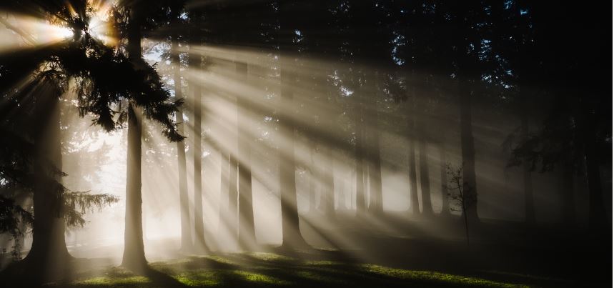 forest.jpg