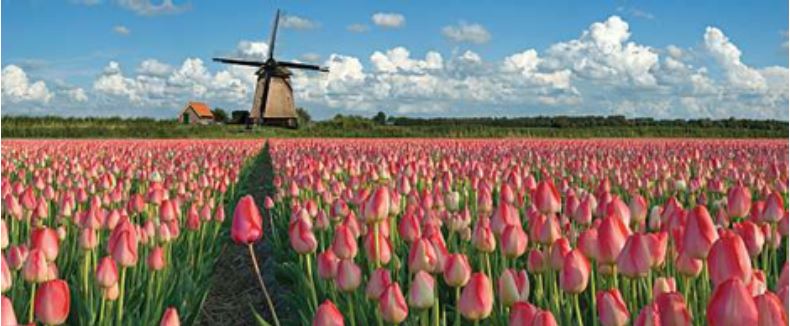 Tulip_Field.JPG