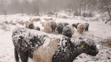 HERD Press Still 2