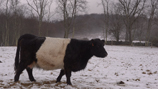 HERD Press Still 1