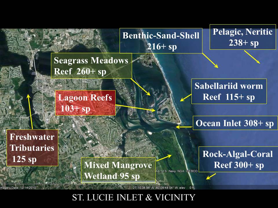 Illustration: The St. Lucie is North America's Most Diverse Estuary