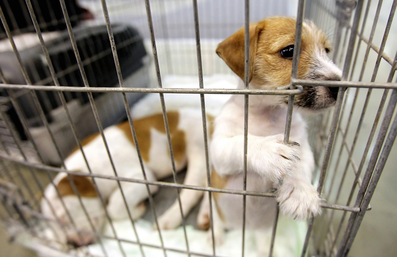 beagle_pups_in_cage.jpg
