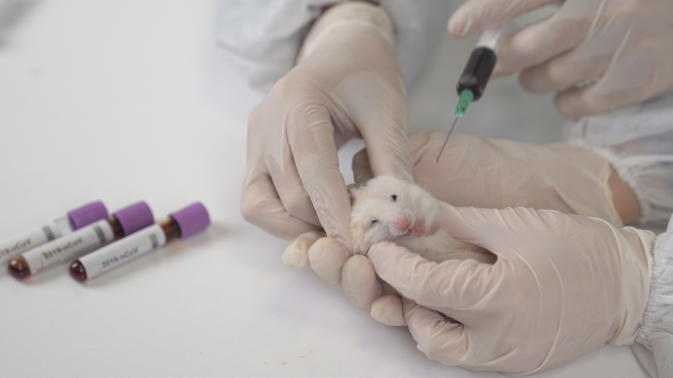 hamster_blood_draw.jpg