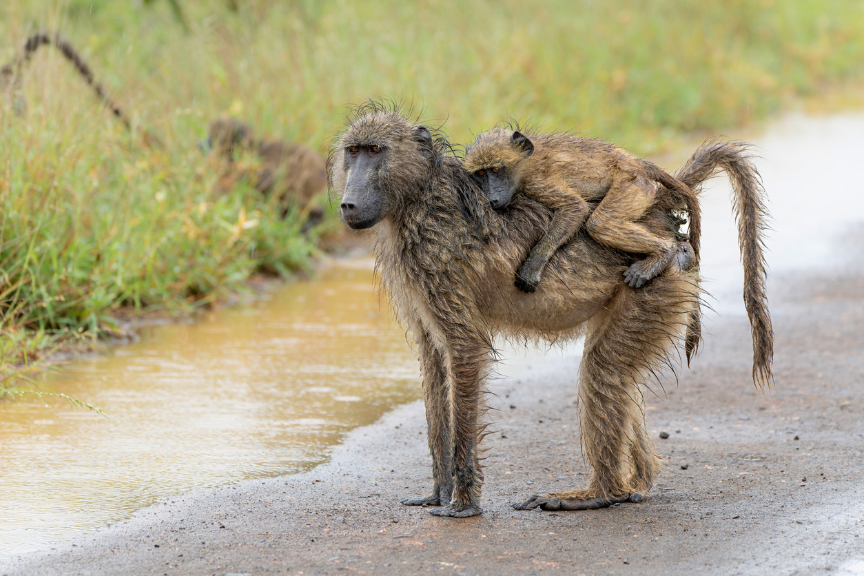baboon_baby_on_back.jpg