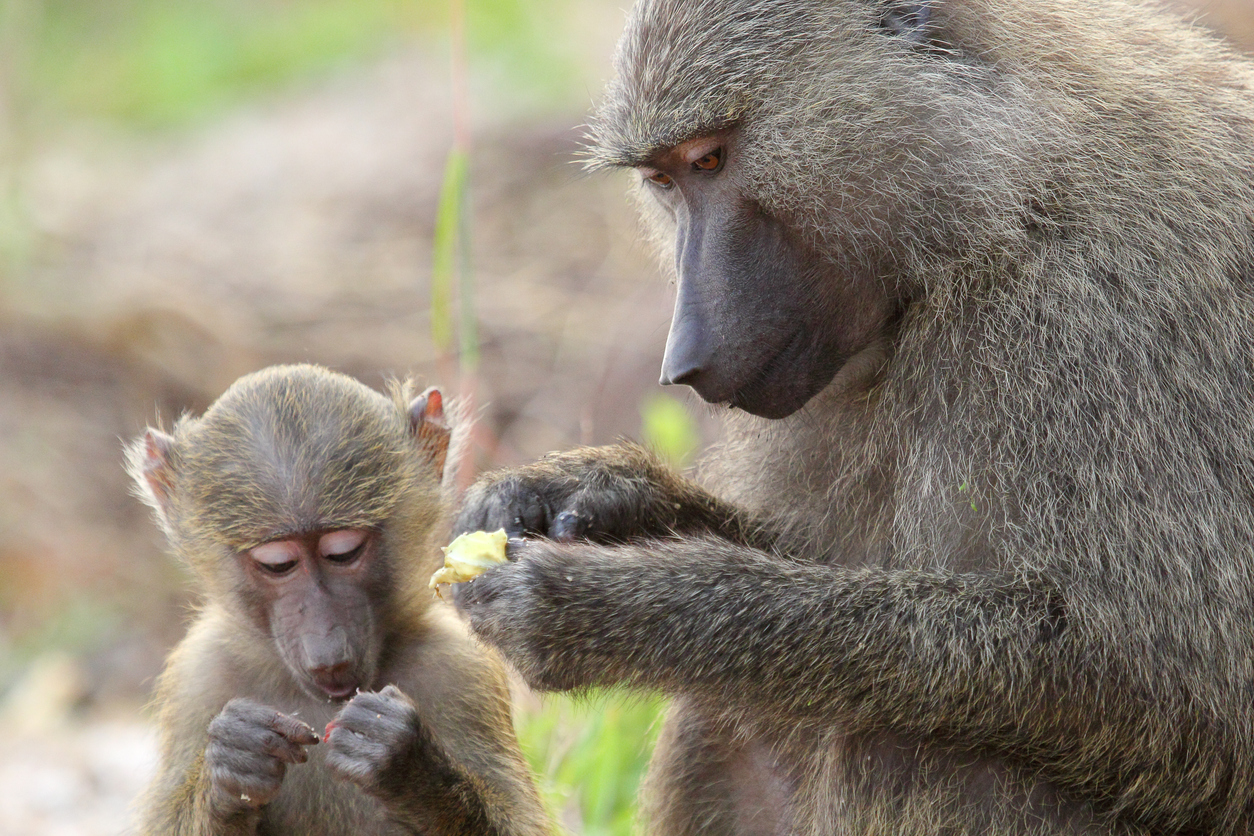 baboon_mom_and_baby.jpg