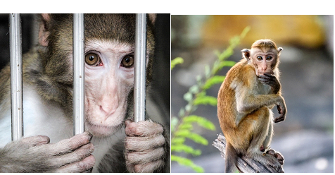 OHSU_monkey_image.png