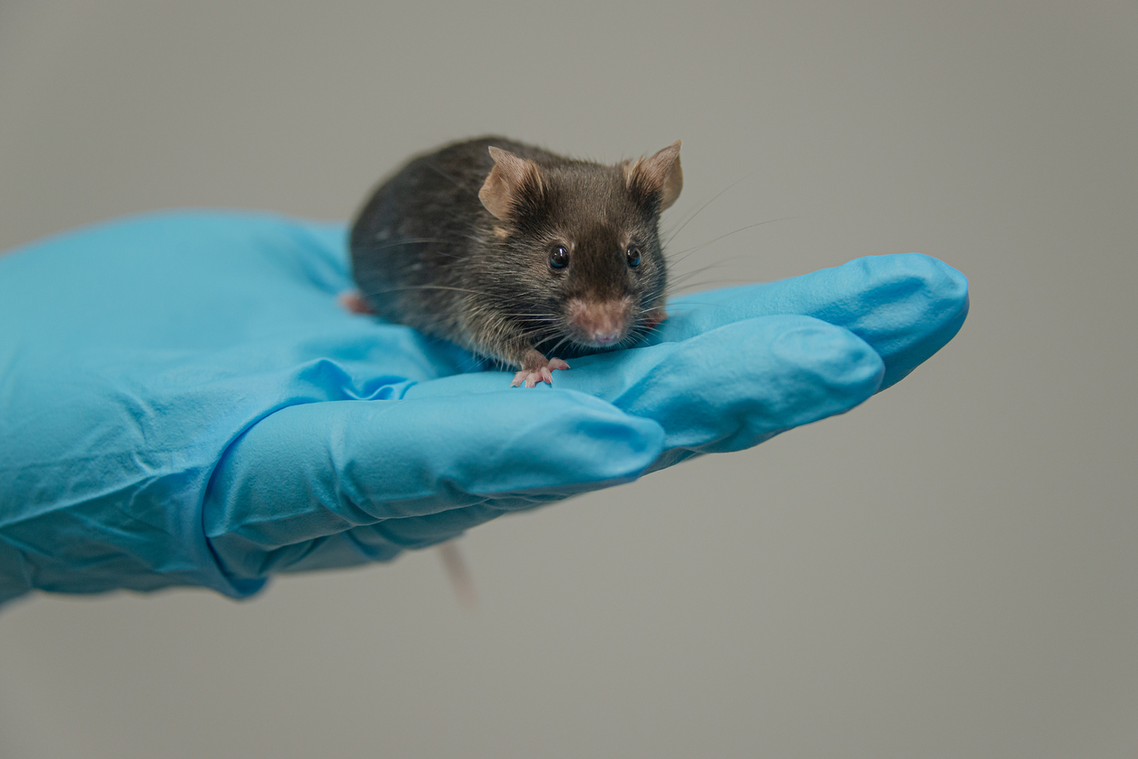 mouse_on_hand.jpg