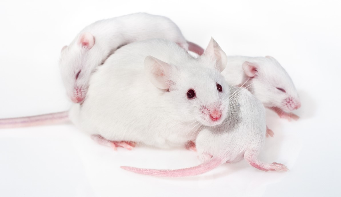 mother_mouse_w_babies_crop.jpg