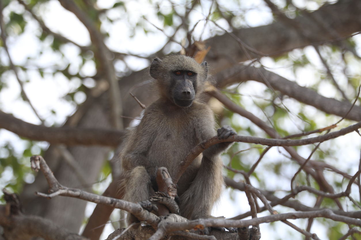 baboon_in_tree.jpg