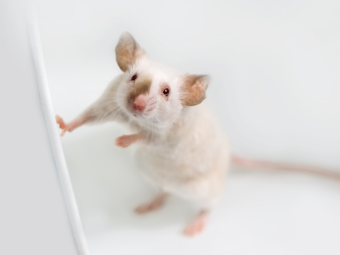 mouse_closeup.jpg