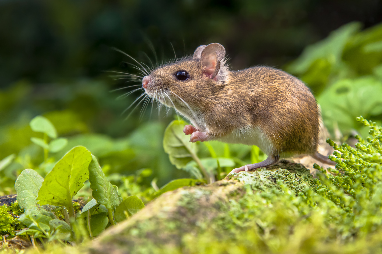 mouse_on_grass.jpg