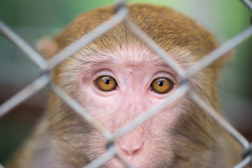 sad_monkey_closeup.jpg