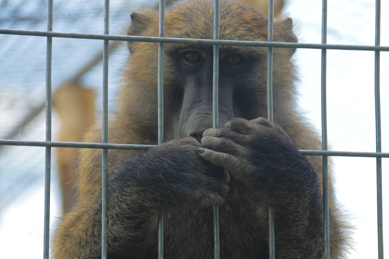 baboon_in_cage.jpg