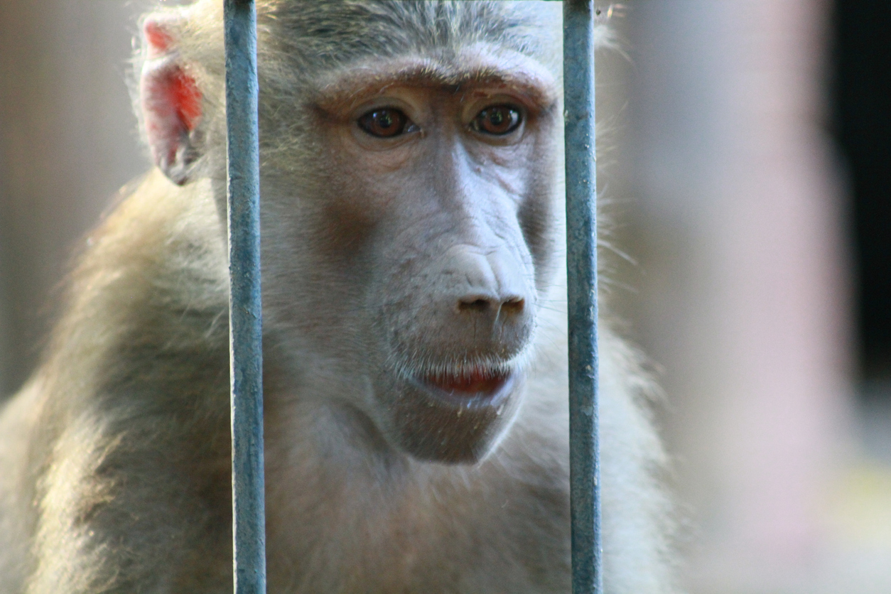 baboon_face.jpg