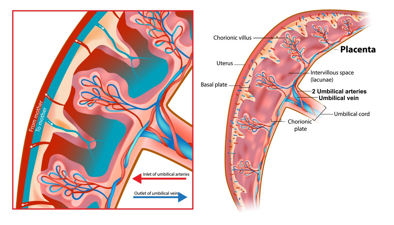 placenta.jpg