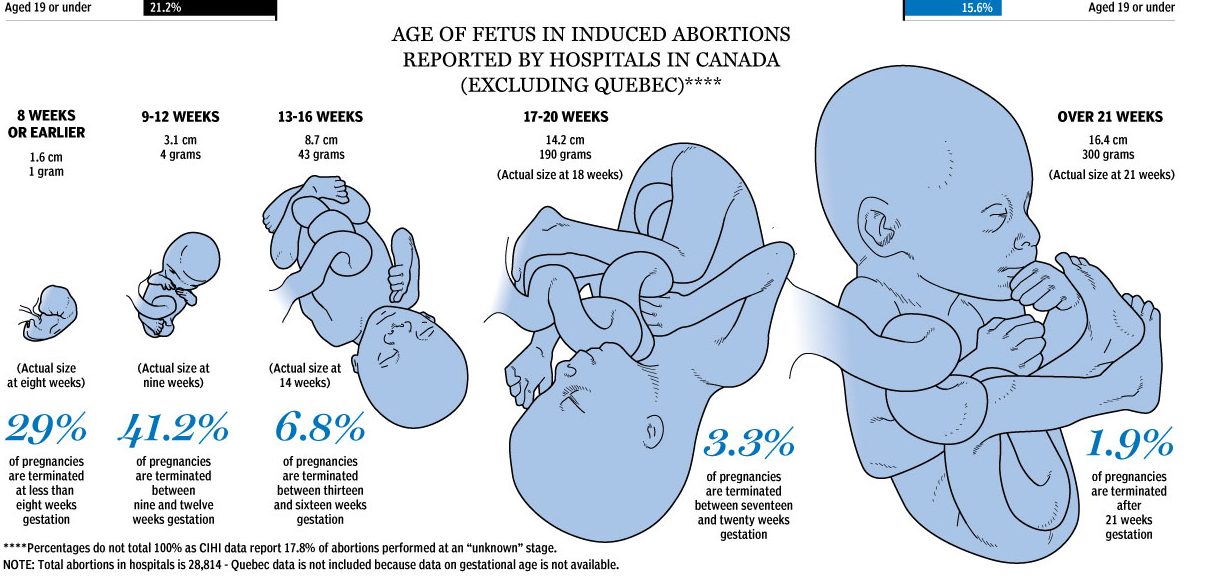 foetus.png