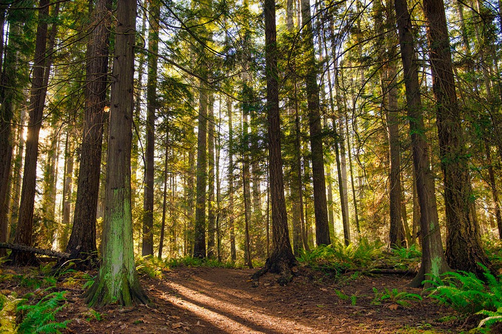 Carbon Capture & Storage in Canadian Forestry